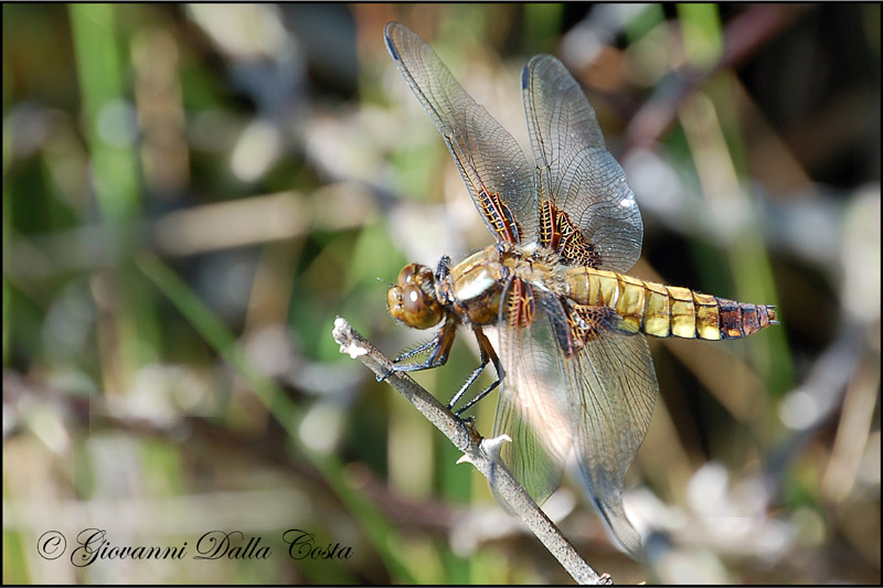 Libellula depressa